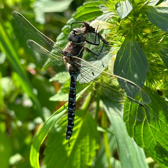 LIKE THIS TO SAVE ME! - Picture 7 of 16